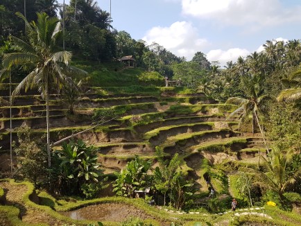 Rizière à Ubud sur l'île de Bali